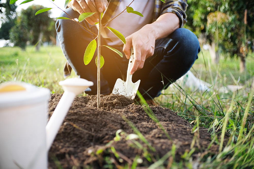 gardener planting a tree