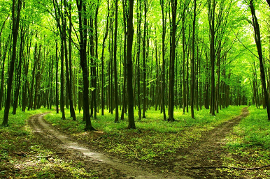 Transitioning From Fastbonds to a Standard Bond Program