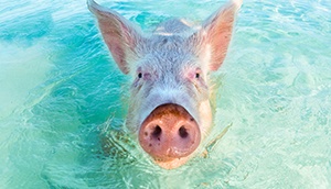 Pig in Water