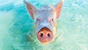 Pig in Water